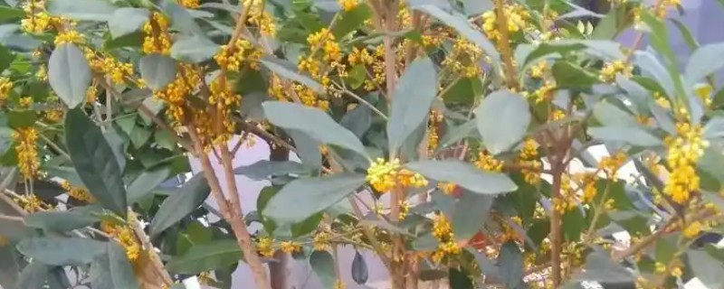 日香桂花的花期，通常在每年的9月份