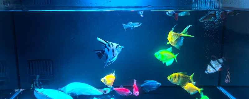 鱼缸刚换的水为什么发白像起雾，说明缸内的硝化系统崩溃了