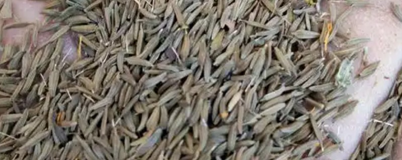 蒲公英种子的种植时间，春夏秋三季均可种植