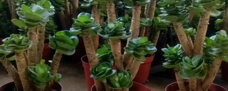 金钱木有没有毒，金钱木是有一定毒性的