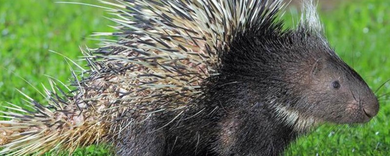 豪猪的天敌，有狮子、渔貂、美洲豹等