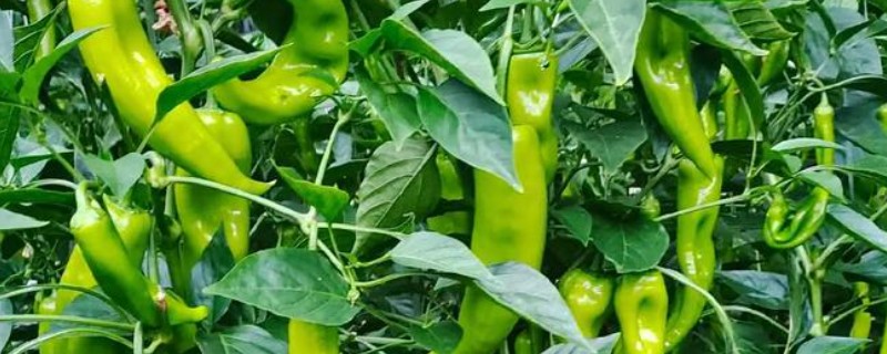 辣椒空心的原因，可能是前期控水过度所致