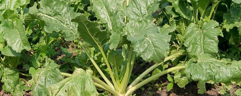 甜菜心腐病是缺什么元素，是缺硼元素