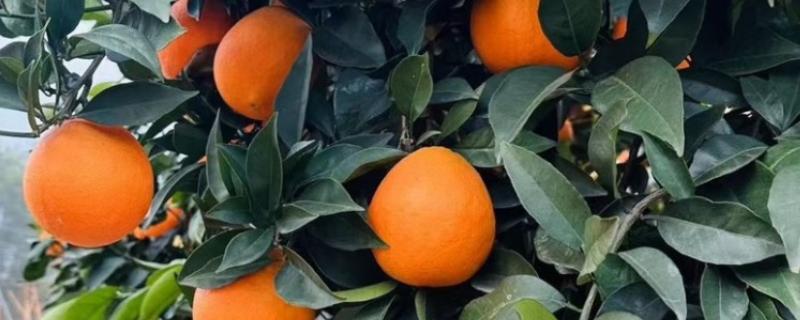 热量低的水果有哪些，常见的有橙子、樱桃等