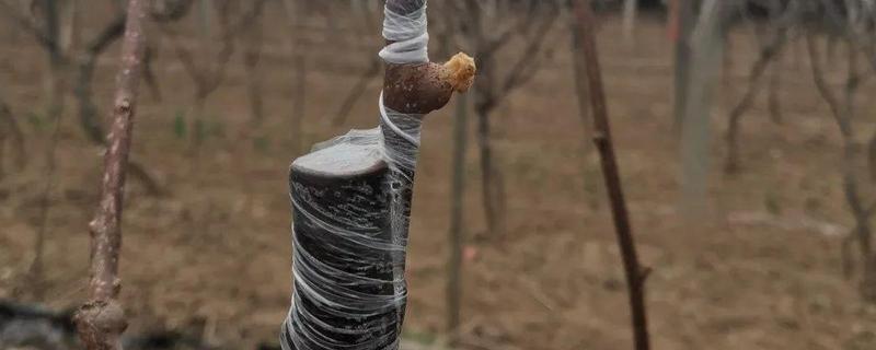 猕猴桃如何嫁接，要选择合适的砧木和接穗