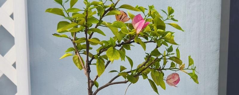 三角梅的修剪方式，幼苗期注意摘心打顶