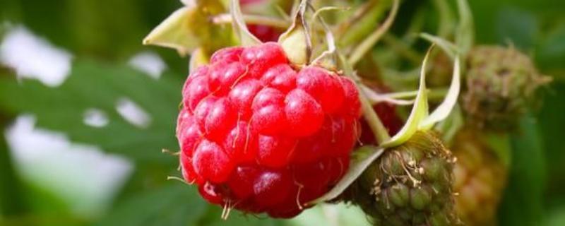 树莓是什么，是一种水果