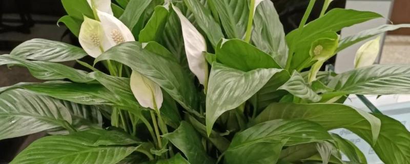 白掌能养在家里吗，可以在家里养