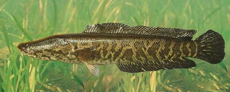 为什么黑鱼称为孝鱼,因为黑鱼有强烈的护幼本能