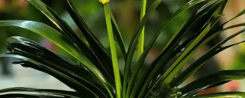 君子兰中间的叶子烂了怎么处理，移到通风透气的半阴环境中养护