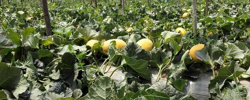 大棚哈密瓜的管理技术，以沙质土壤种植为主