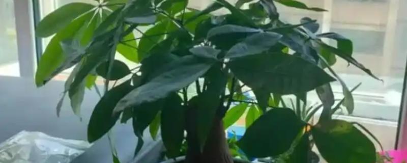 发财树怎样换盆，将损坏的根系修剪一下再上盆