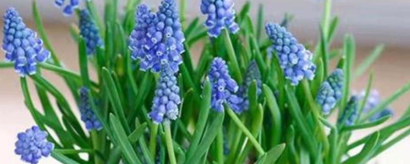 风信子枯萎后如何处理，剪除叶片后冷藏