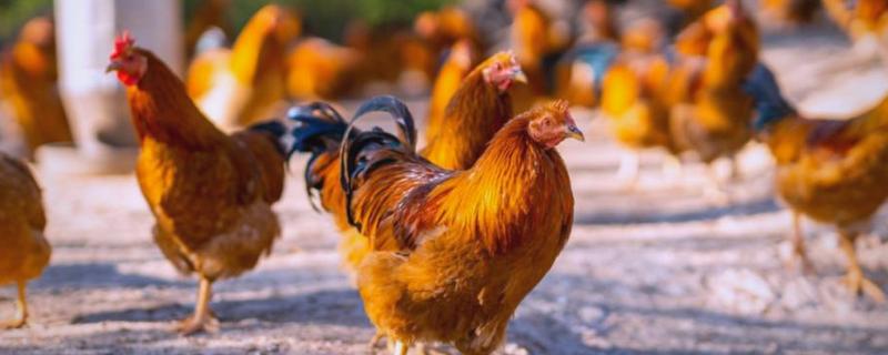 河田鸡的养殖技术，首先要做好温度的管理