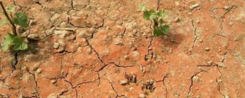 土壤酸化的原因，可能是氮肥施用过多所致