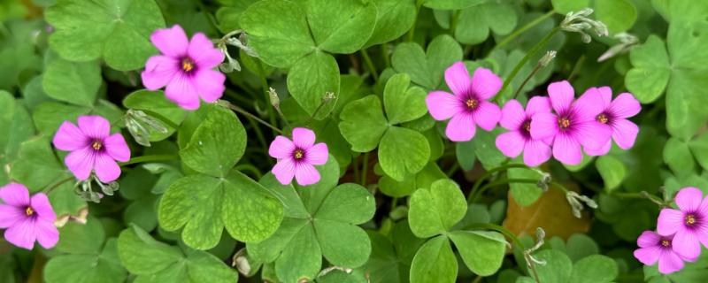 三叶草有没有毒，三叶草是没有毒的