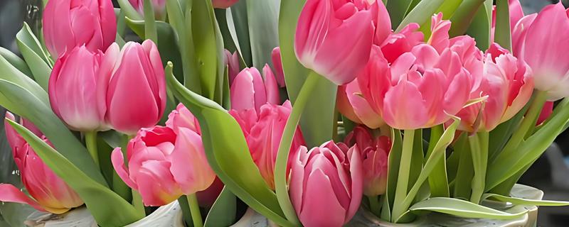 郁金香怎么养殖，使用泥炭土、腐熟土、沙土混合配制盆土