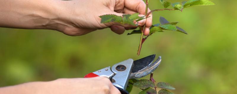 剪花枝时怎样做效果更好，可以在花卉生长期摘心打顶