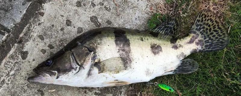 鳜鱼的种类,常见的有暗鳜、大眼鳜、麻鳜等