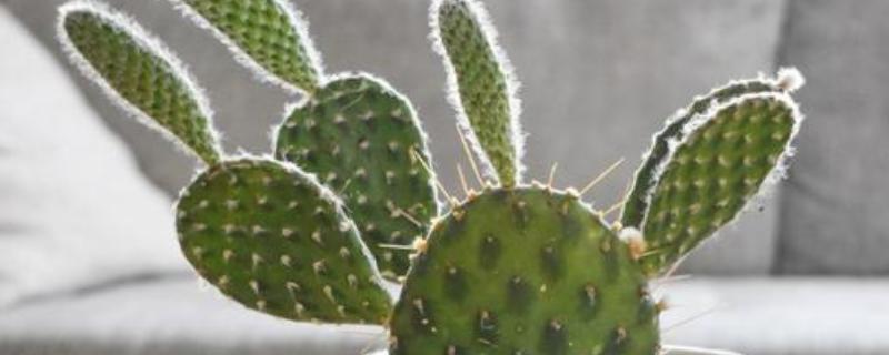 常见的防辐射植物，有仙人掌、垂叶榕等