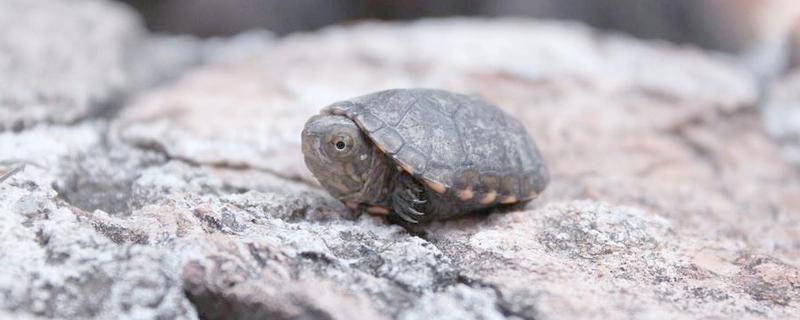 墨西哥泥龟好养吗,饲养难度适中