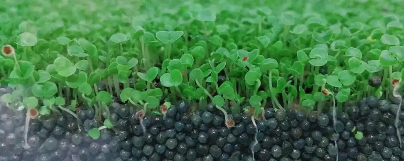 水草种子拉丝的原因，可能是种植不合理所致