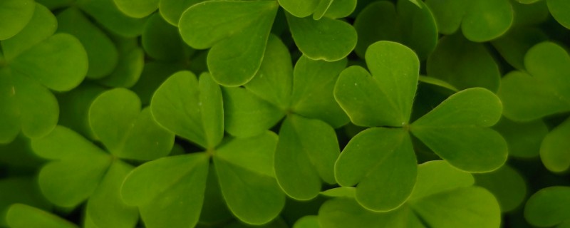 植物会变绿的原因，茎干和叶片中含有叶绿素