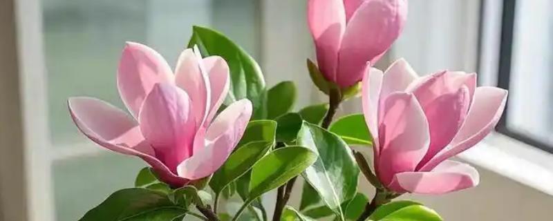 紫玉兰如何养殖，用微酸性土壤种植为佳