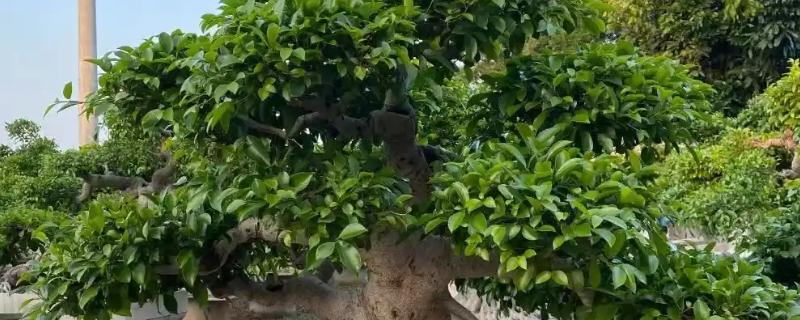 小榕树的养殖方法，需及时观察土壤的干湿状况