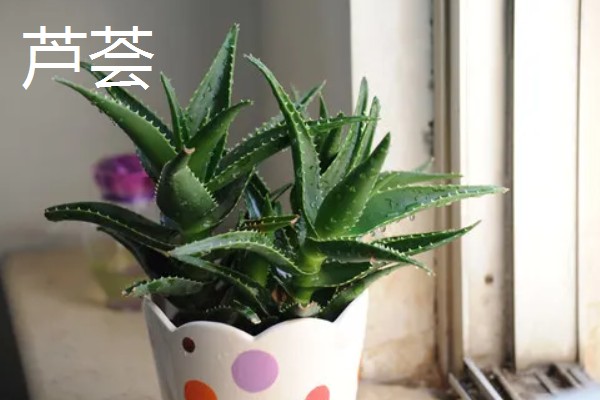 什么花能放在卧室,推荐芦荟、仙人掌等