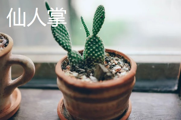 什么花能放在卧室,推荐芦荟、仙人掌等