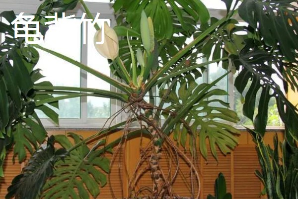 什么花能放在卧室,推荐芦荟、仙人掌等