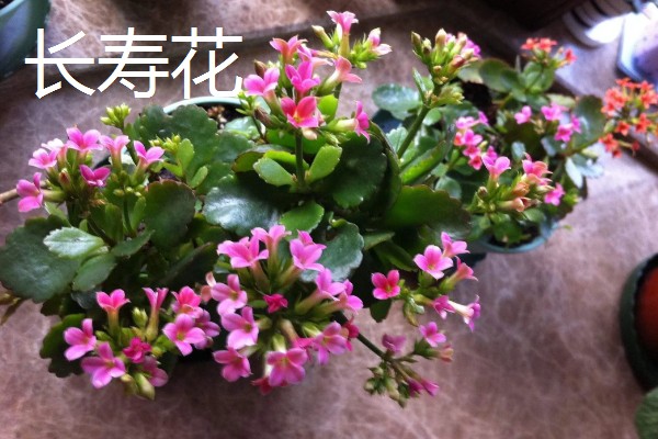 什么花能放在卧室,推荐芦荟、仙人掌等