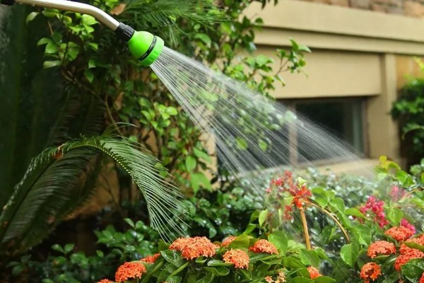 什么花能放在卧室,推荐芦荟、仙人掌等