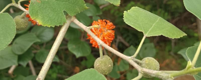 构树果实能吃吗,构树果实可以食用