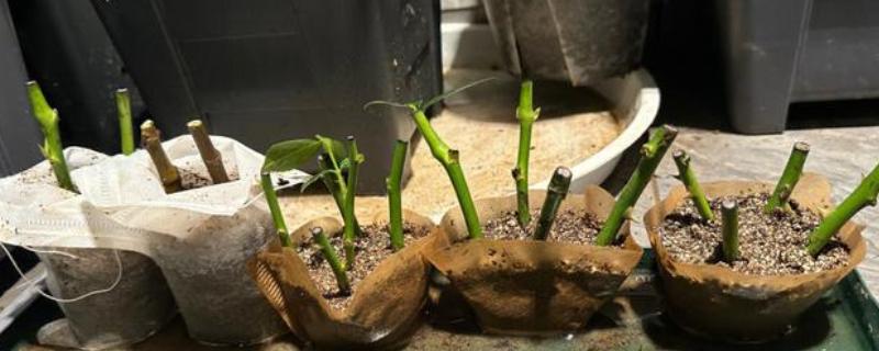 桑葚怎么繁育，主要有压条、嫁接、播种这三种方式