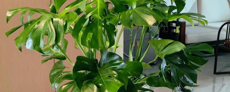 龟背竹能除甲醛吗，可以除甲醛