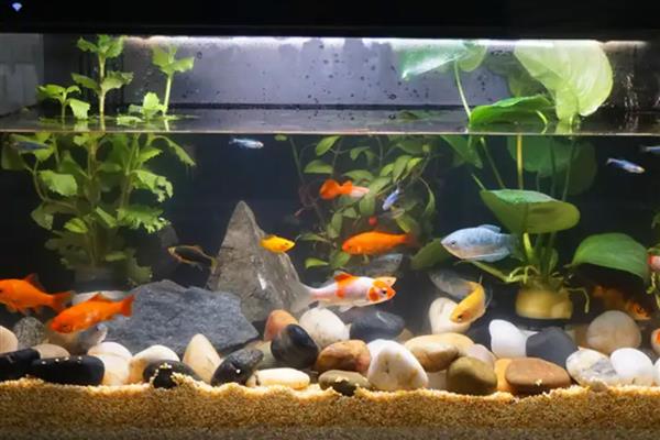 鱼缸为什么会长褐藻，说明水体比较肥