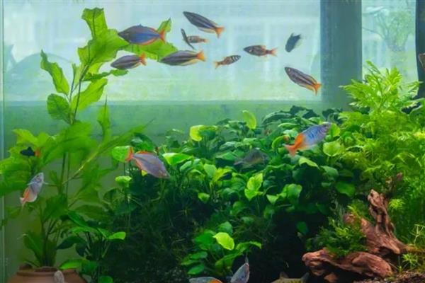 鱼缸为什么会长褐藻，说明水体比较肥