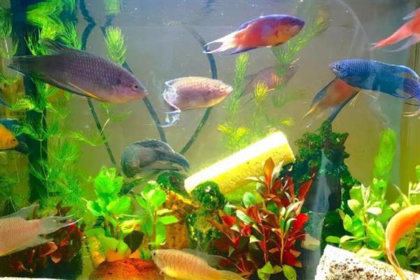 鱼缸为什么会长褐藻，说明水体比较肥