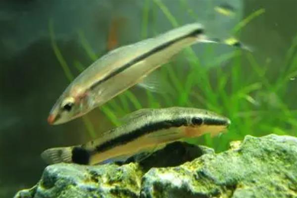 鱼缸为什么会长褐藻，说明水体比较肥