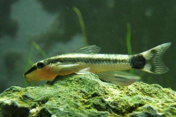 鱼缸为什么会长褐藻，说明水体比较肥