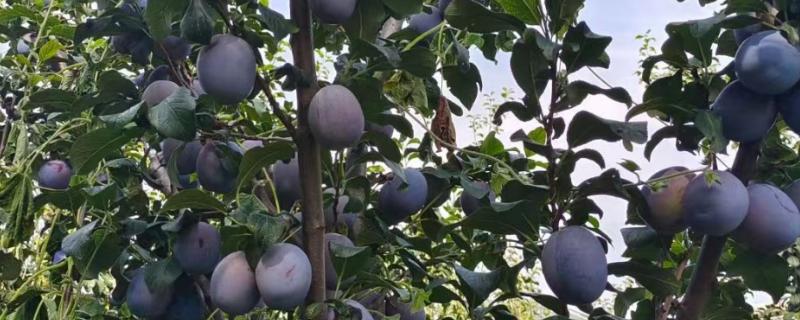 种植西梅何时结果,经过3年才能看到果实