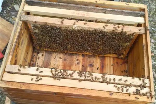 蜂群秋季怎么管理，要及时更换蜂王