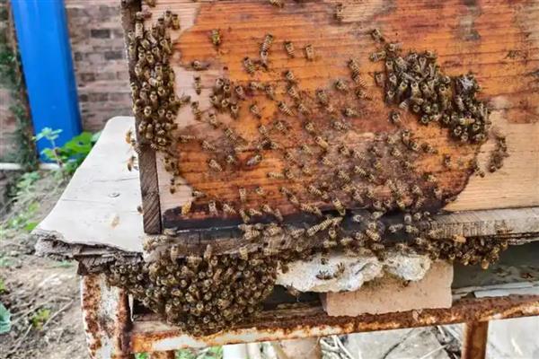 蜂群秋季怎么管理，要及时更换蜂王