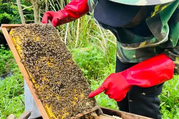 蜂群秋季怎么管理，要及时更换蜂王