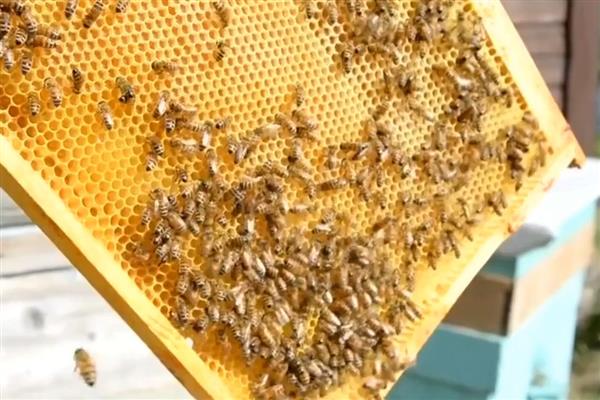 蜂群秋季怎么管理，要及时更换蜂王