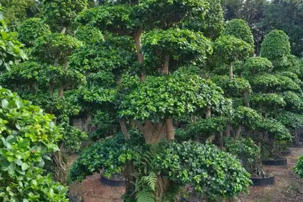 榕树零下10度会不会冻死，可能会冻死