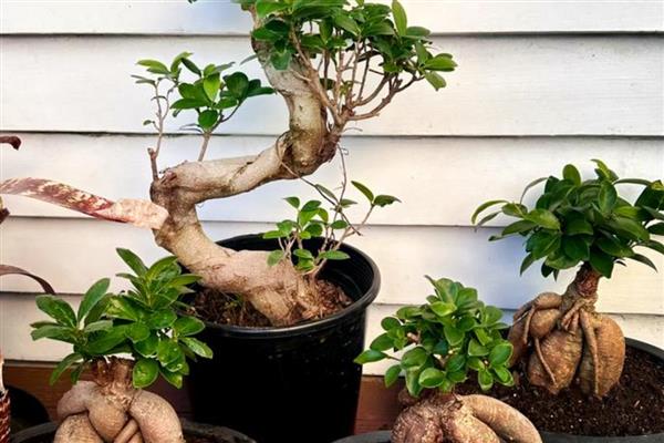 榕树零下10度会不会冻死，可能会冻死