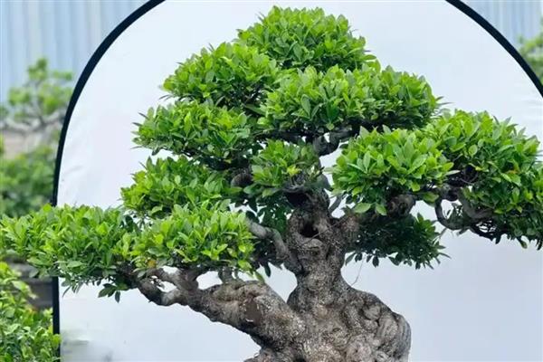 榕树零下10度会不会冻死，可能会冻死